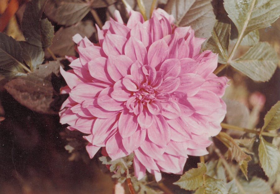 A home grown Dahlia flower