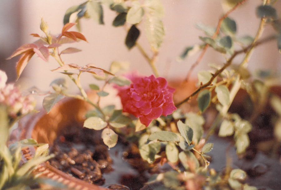A home grown Ground Rose flower